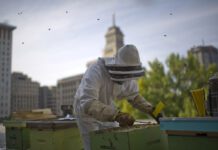 Rooftop Beekeeping: Innovative Solutions by Toronto’s Beekeepers