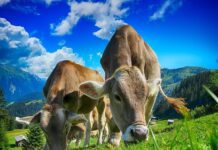 Delicious, Healthy, and Informative: The Best Organic Farms in Ontario and Greater Toronto