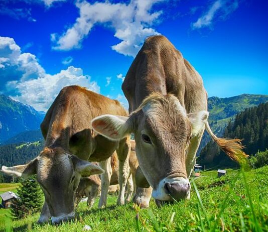 Вкусно, полезно и познавательно: лучшие органические фермы провинции Онтарио и пригорода Торонто