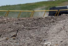 Toronto’s Green Lane Landfill: History, Innovations, and Operations