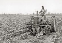 The Vegetable Business of the Chong Family in Toronto