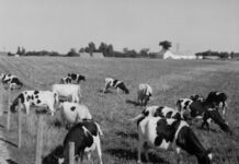 How Did Milk Come to Toronto? The History of the City Dairy Farm