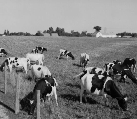 How Did Milk Come to Toronto? The History of the City Dairy Farm