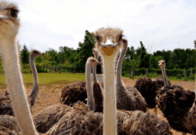White Rock Ostrich Farm