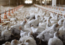 Riverdale: One of the Few Farms in Toronto Raising Birds and More