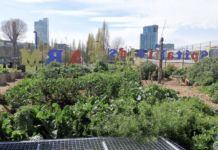 Овочева компанія City Farm Company: урбаністичне сільське господарство в Торонто