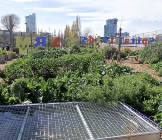 Овощная компания City Farm Company: урбанистическое сельское хозяйство в Торонто