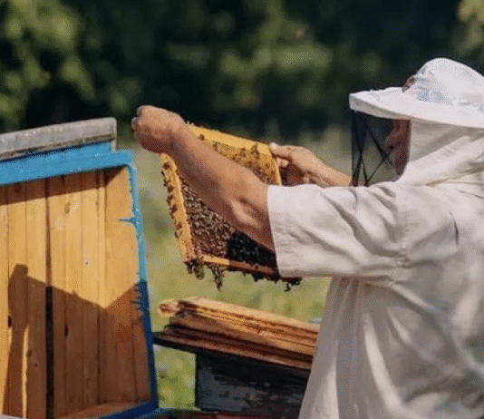 Секрети пасічників Торонто